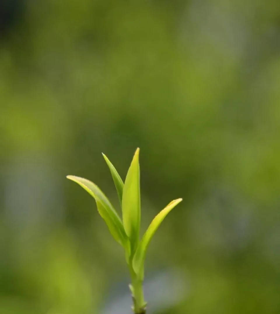 三月，与你 与茶相伴