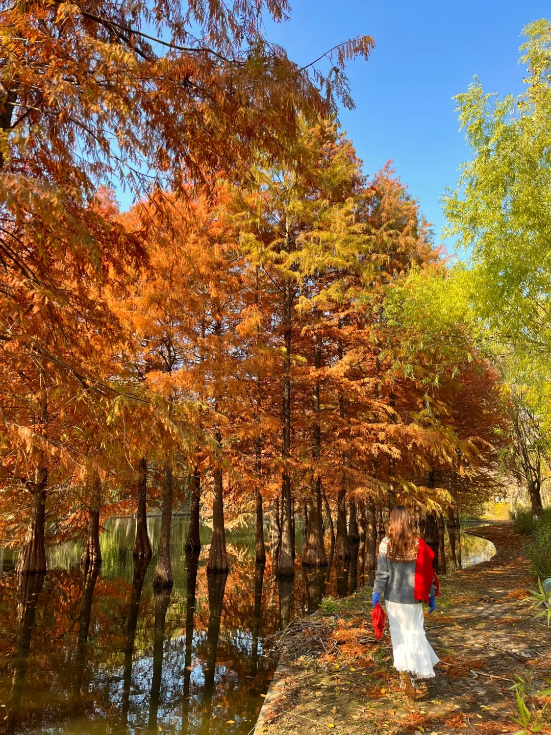 12.6实拍！武汉这个水杉秘境美💥了‼️‼️