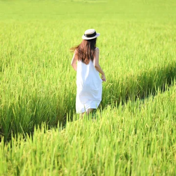 韶子