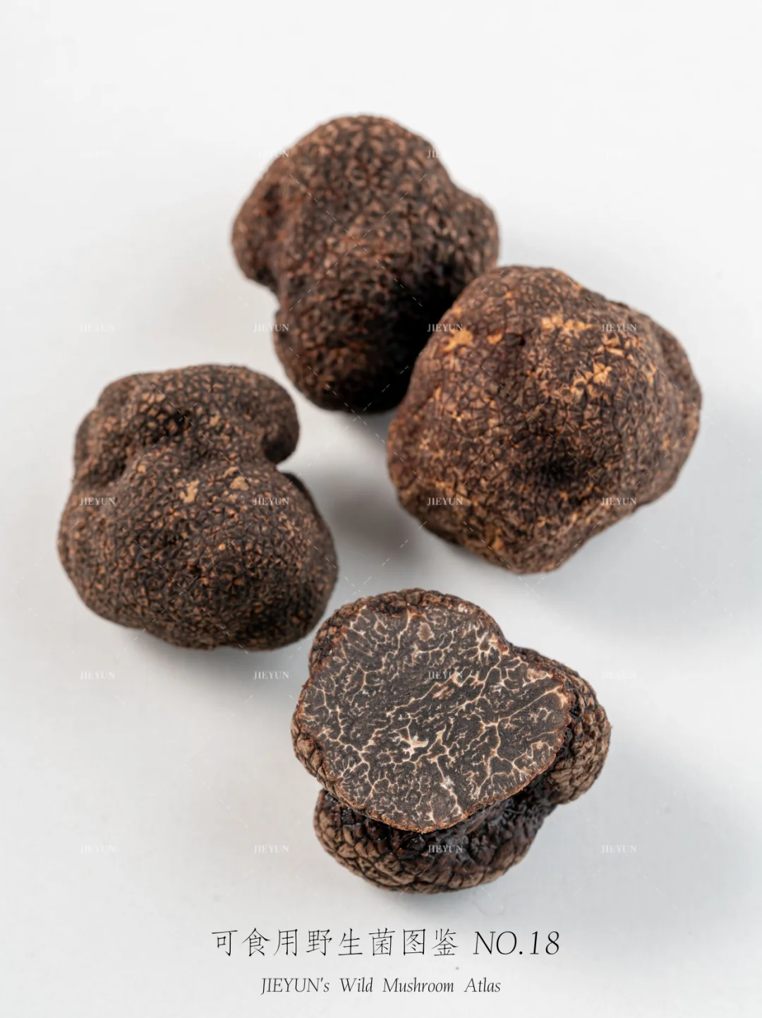 可食用野生菌图鉴NO.18 | 黑松露