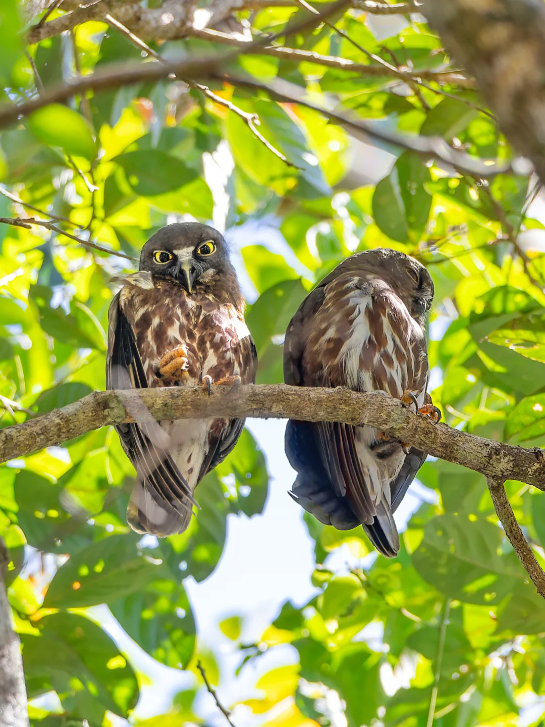 遇见了名字叫“巧克力”的猫头鹰