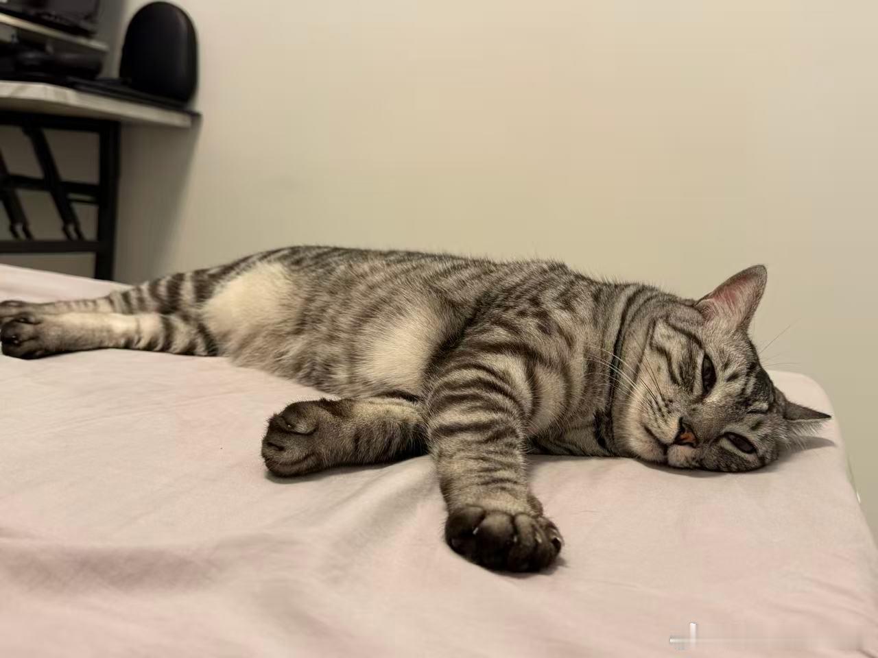 全世界最完美的小猫铍铍今天四岁生日！！ ​​​