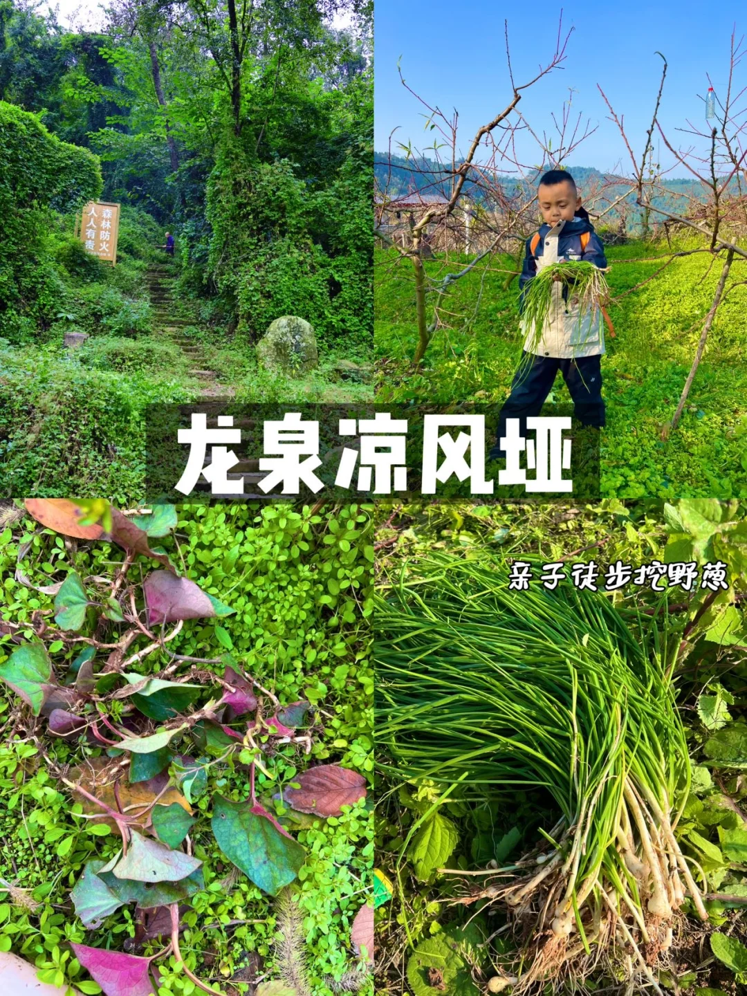 成都周边1h‼️龙泉凉风垭徒步秋日秘境挖野葱