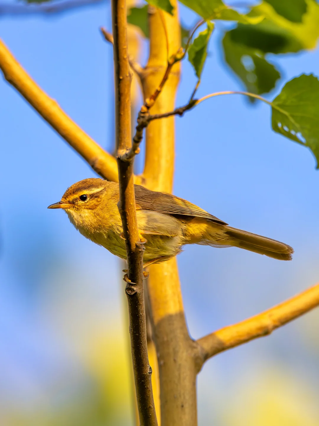 照耀在金光下的棕眉柳莺