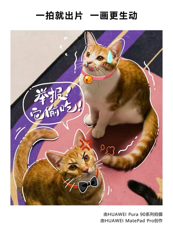 谁家的猫猫这么可爱啊！？🐱