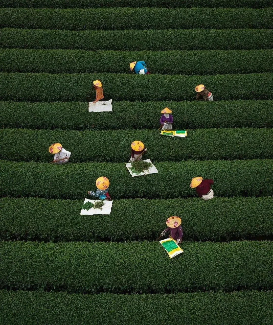 【审美提升】翠绿的诗：一份世间的安然