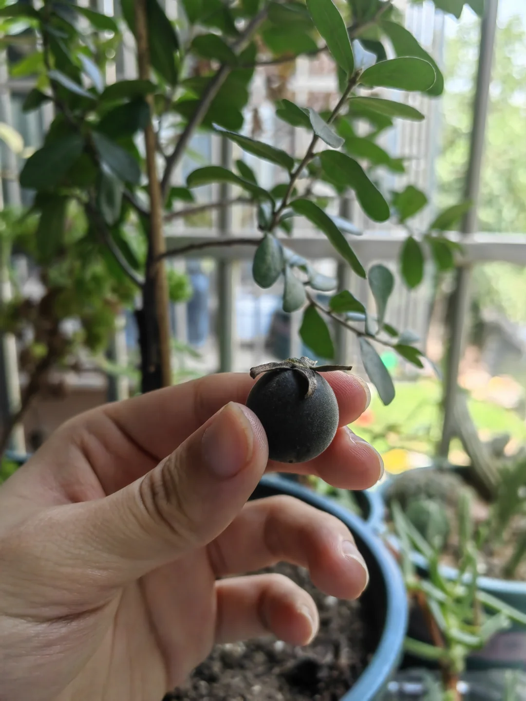 德州小柿子熟了