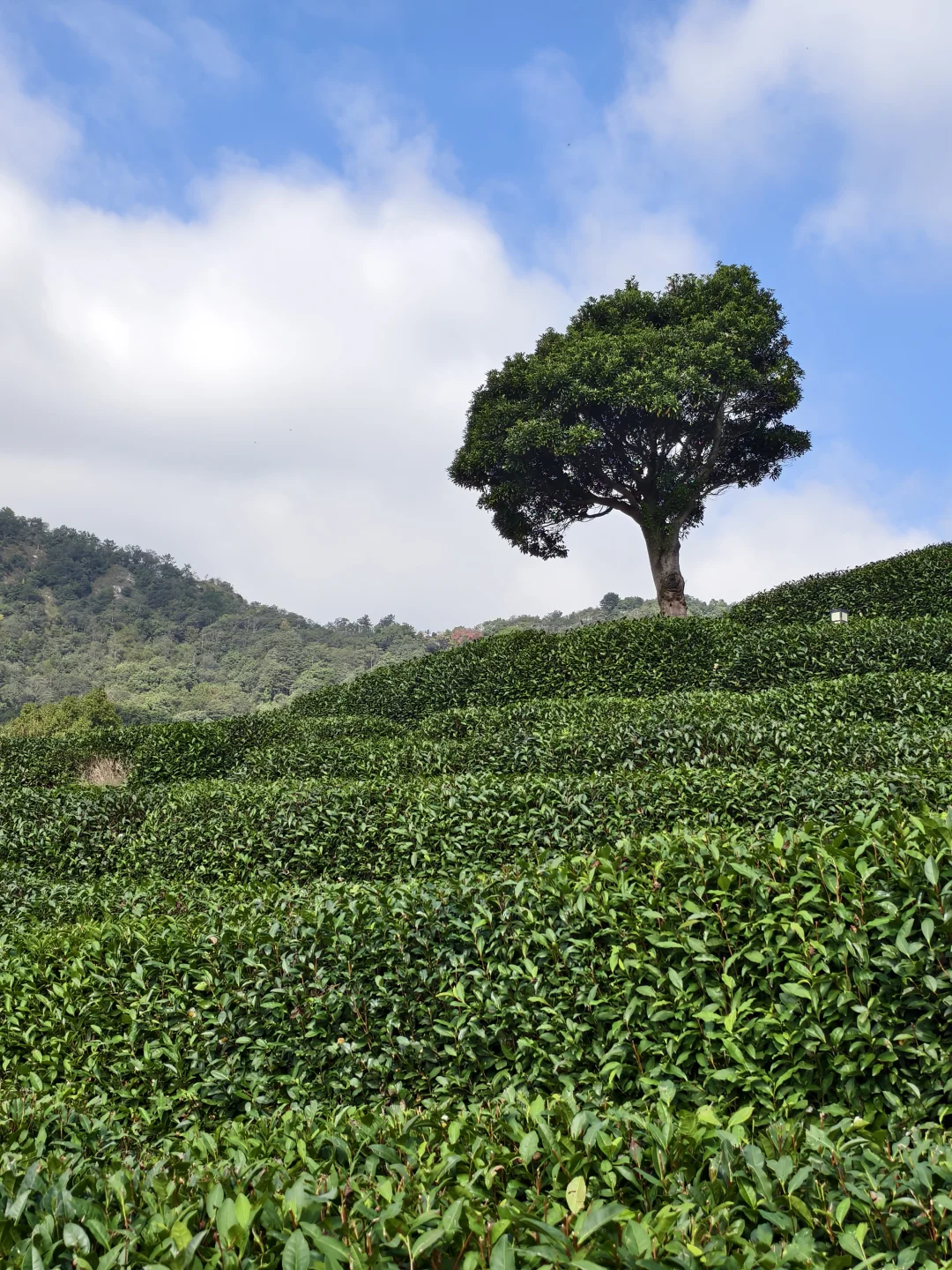 为了这颗孤独的树🌳特地去了一趟杭州