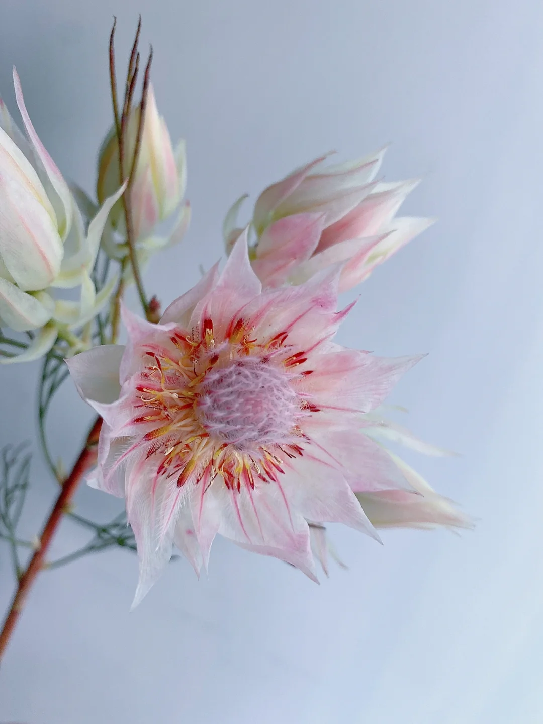 带你每天认识一种花材156｜南非新娘花