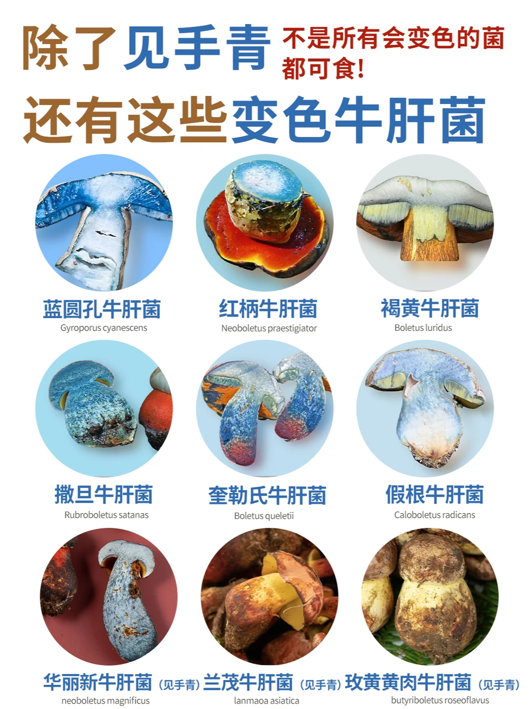 不是所有会变色的菌都是见手青，小心有毒！