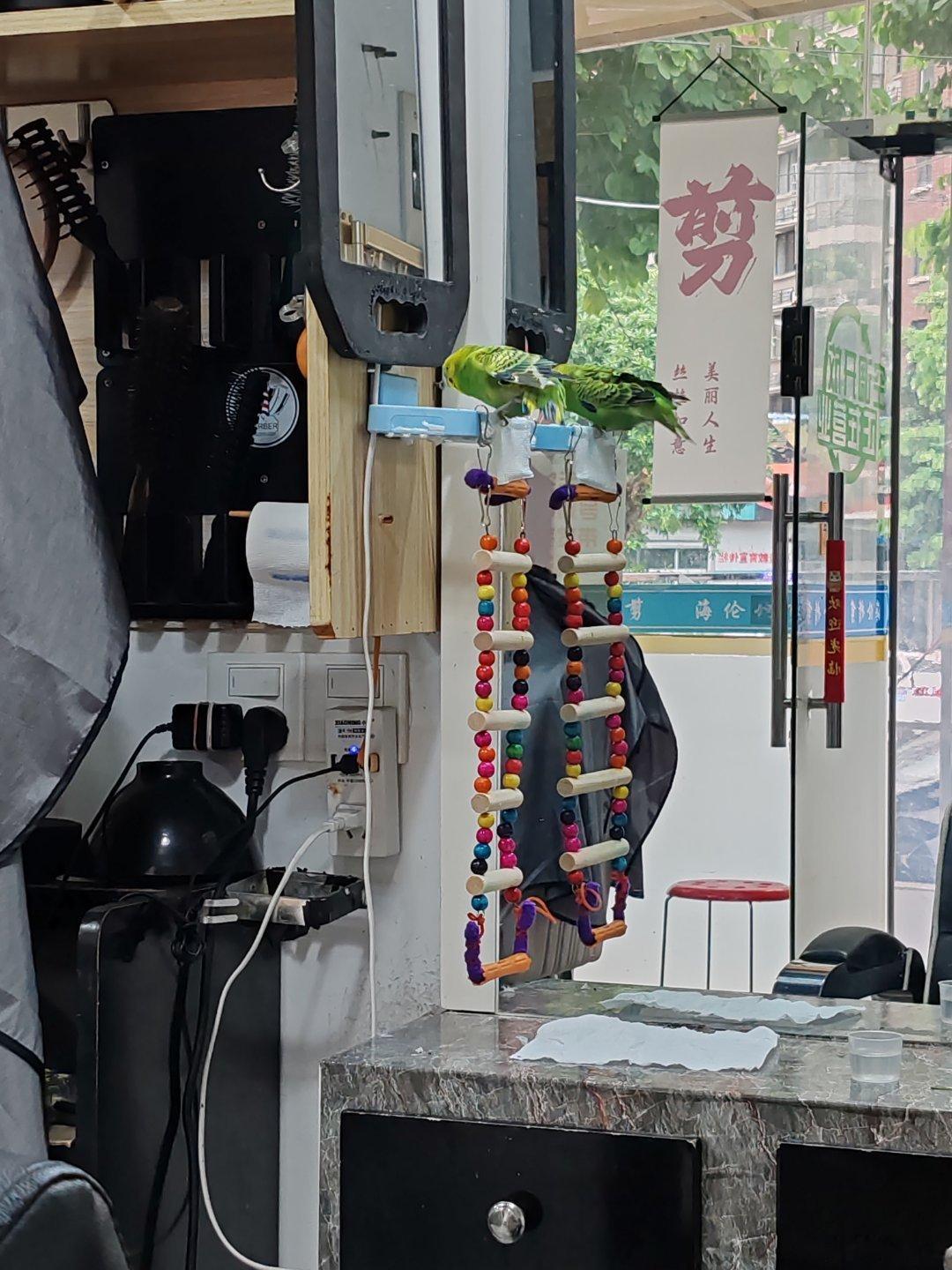 刚剪了一个12元头发，感觉剪的还不错。
他家这只小虎皮挺乖的。是一只，因为在镜子前面，看着像是俩。台子上放张纸巾是给他接💩吧。
三分钟剪完没有洗吹。
上周末去永嘉天地，美团都要35，原价八九十？还只能工作日白天用，还只能男士，女生不可以。拉倒吧，直接去小区门口农民房子的快剪。 ​