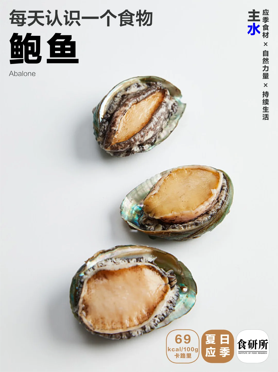 夏日鲍鱼 | 便宜好吃