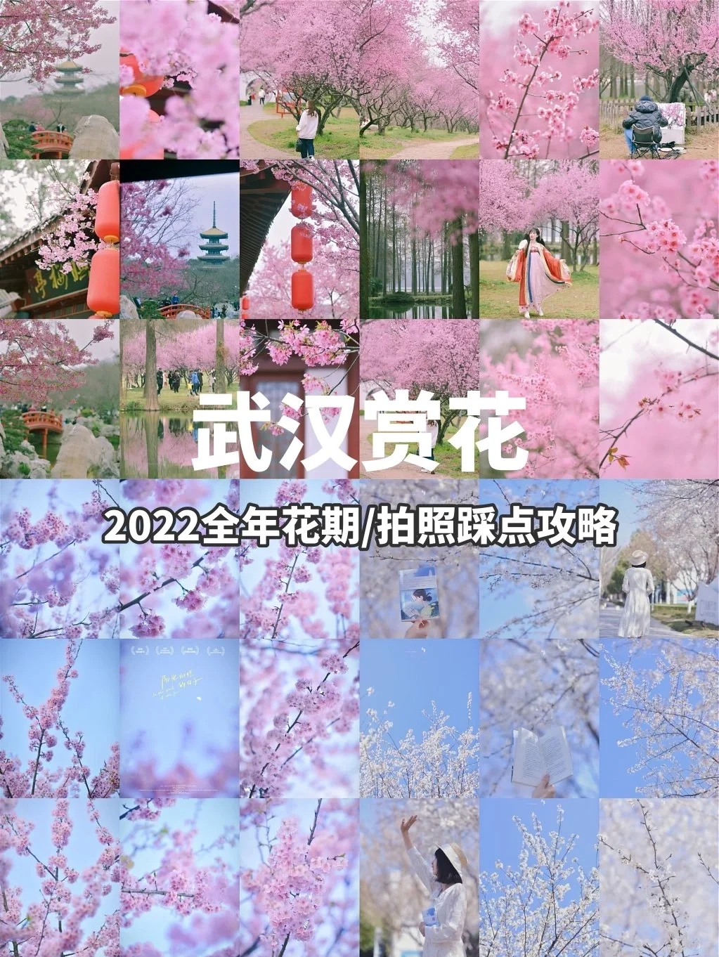 吐血整理❗武汉全年花期&地点攻略，快收藏