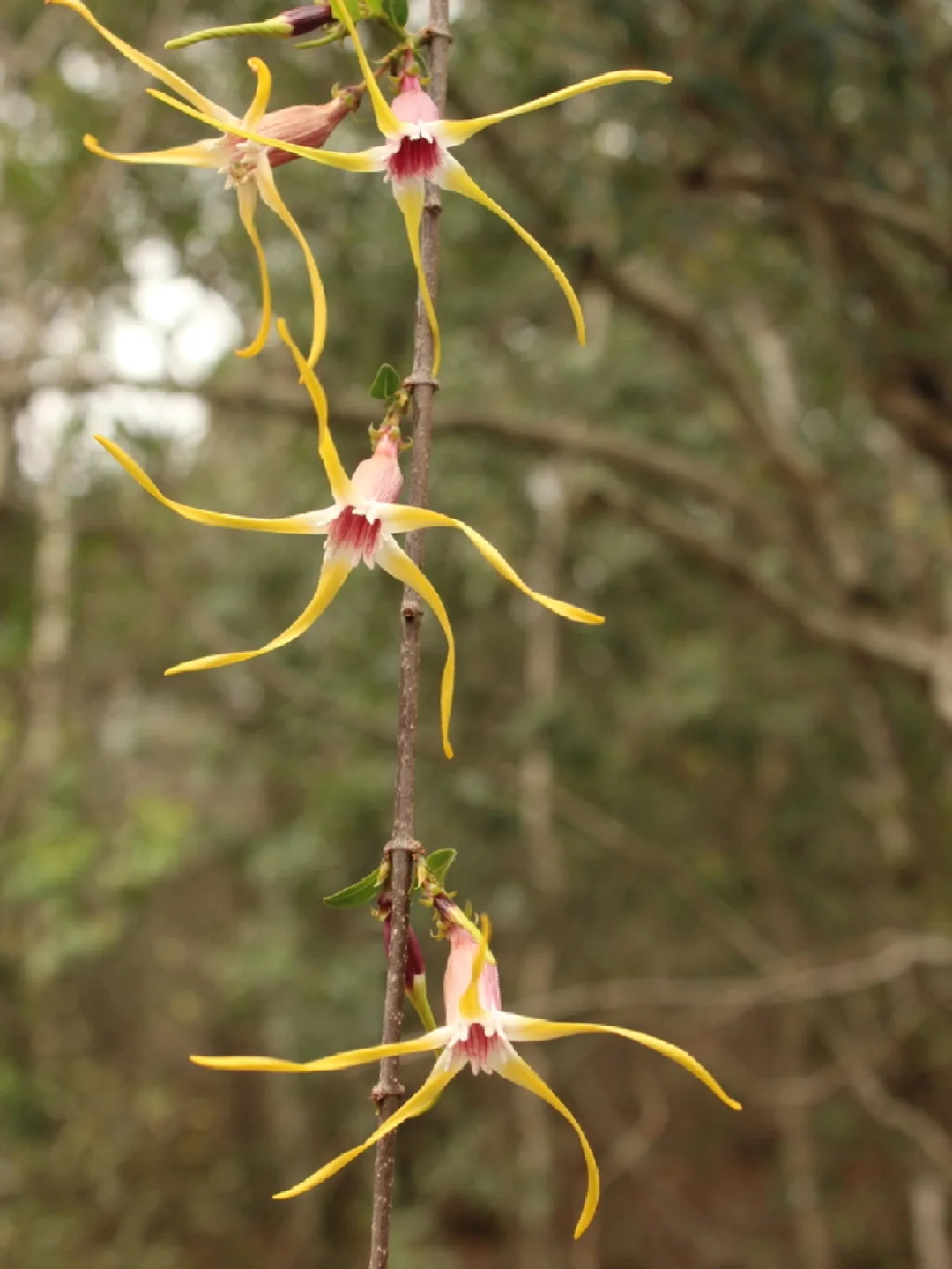 南非神奇野花Strophanthus gerrardii