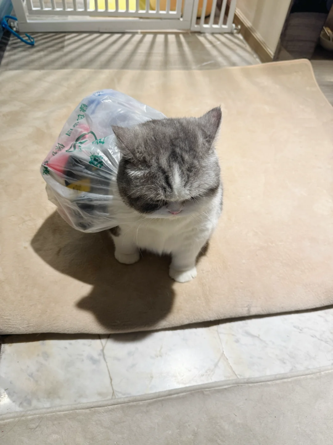 我去捡瓶子回来了