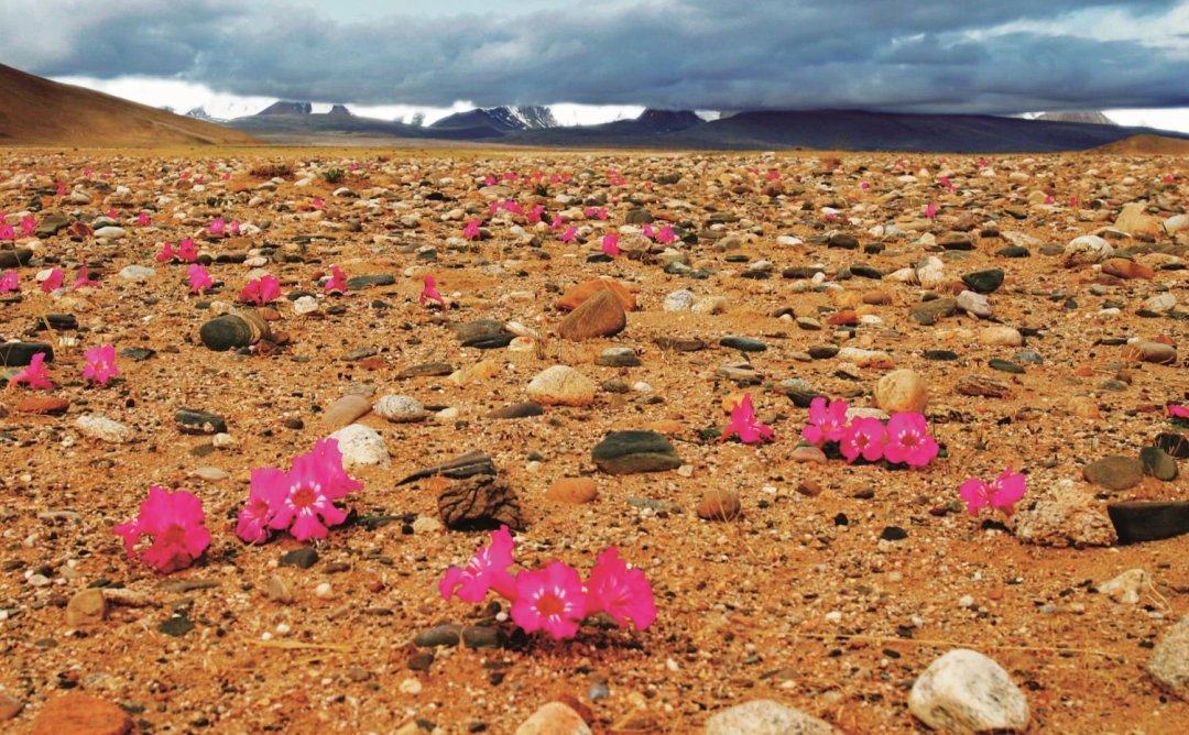 一种开在荒漠里的花，它也是极其古老的物种