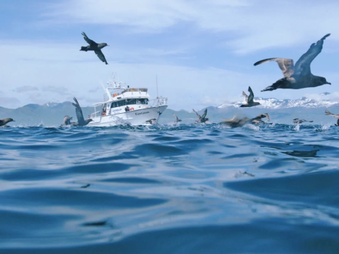 日本体验丨超小众体验！出海，看海豚去咯🐬！
