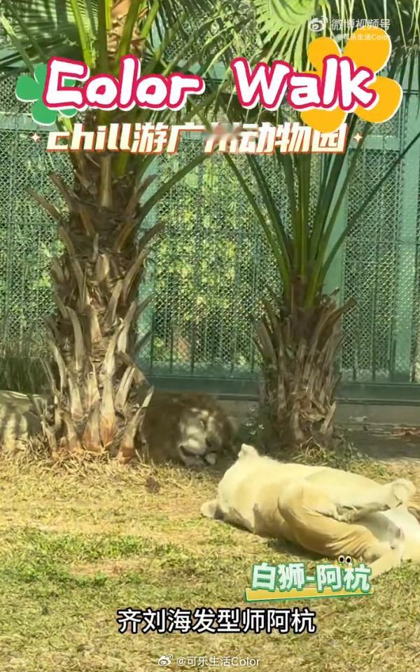 因为齐刘海出圈嘅广州动物园网红白狮年来到广州安家，2022年因独特嘅...
