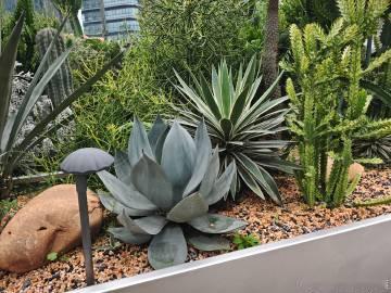 番禺天河城空中花园有棵植物像莲