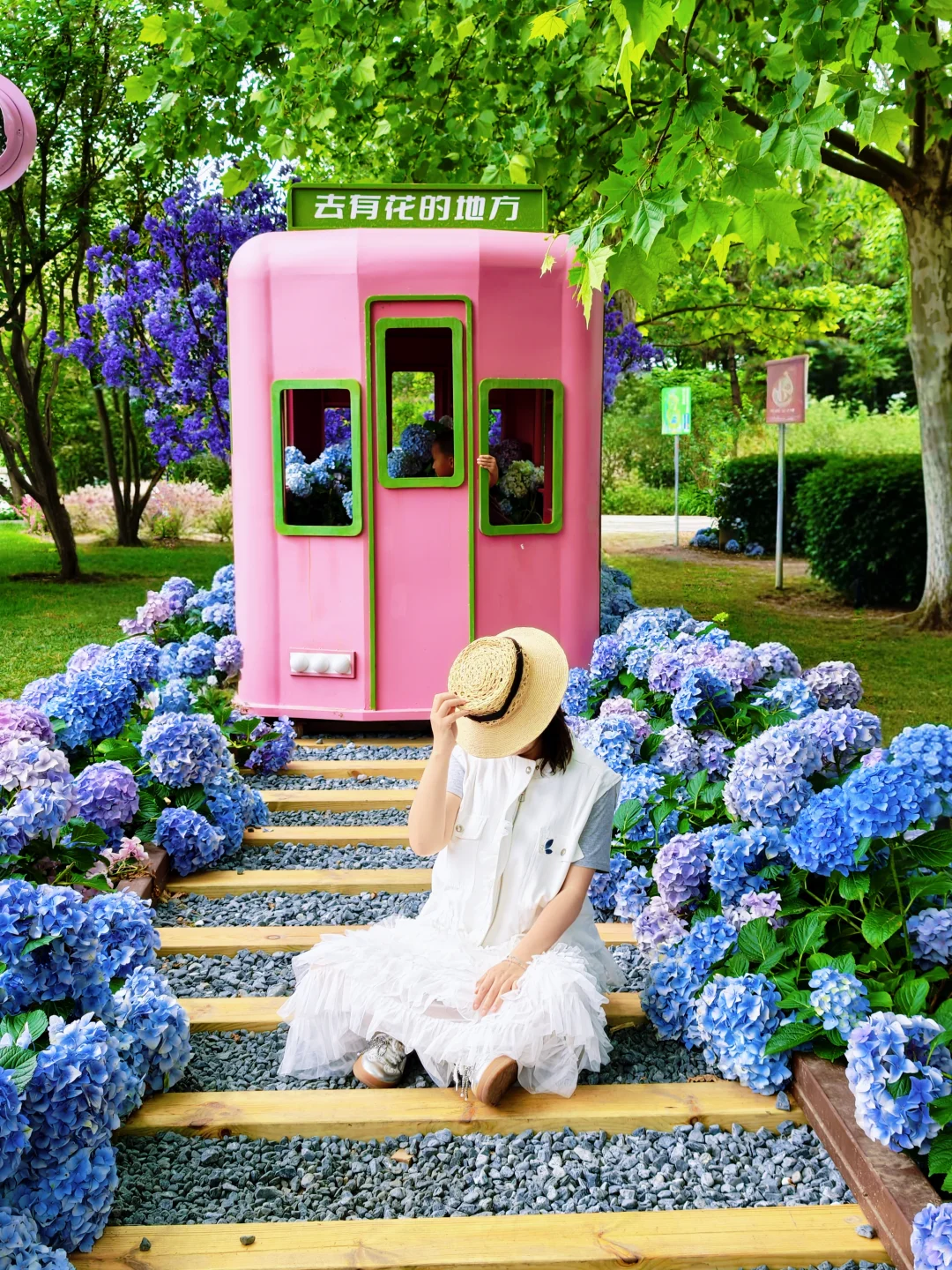 北京草桥！被4000棵绣球包围🌸机位地图