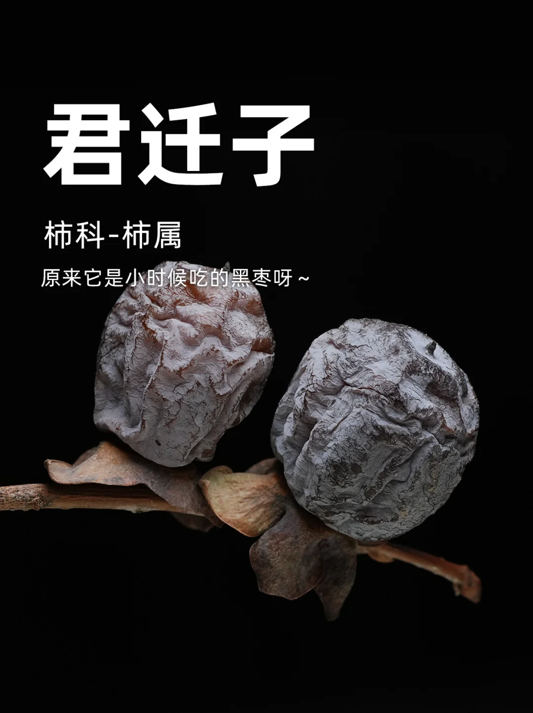 童年回忆的黑枣居然是柿子呀