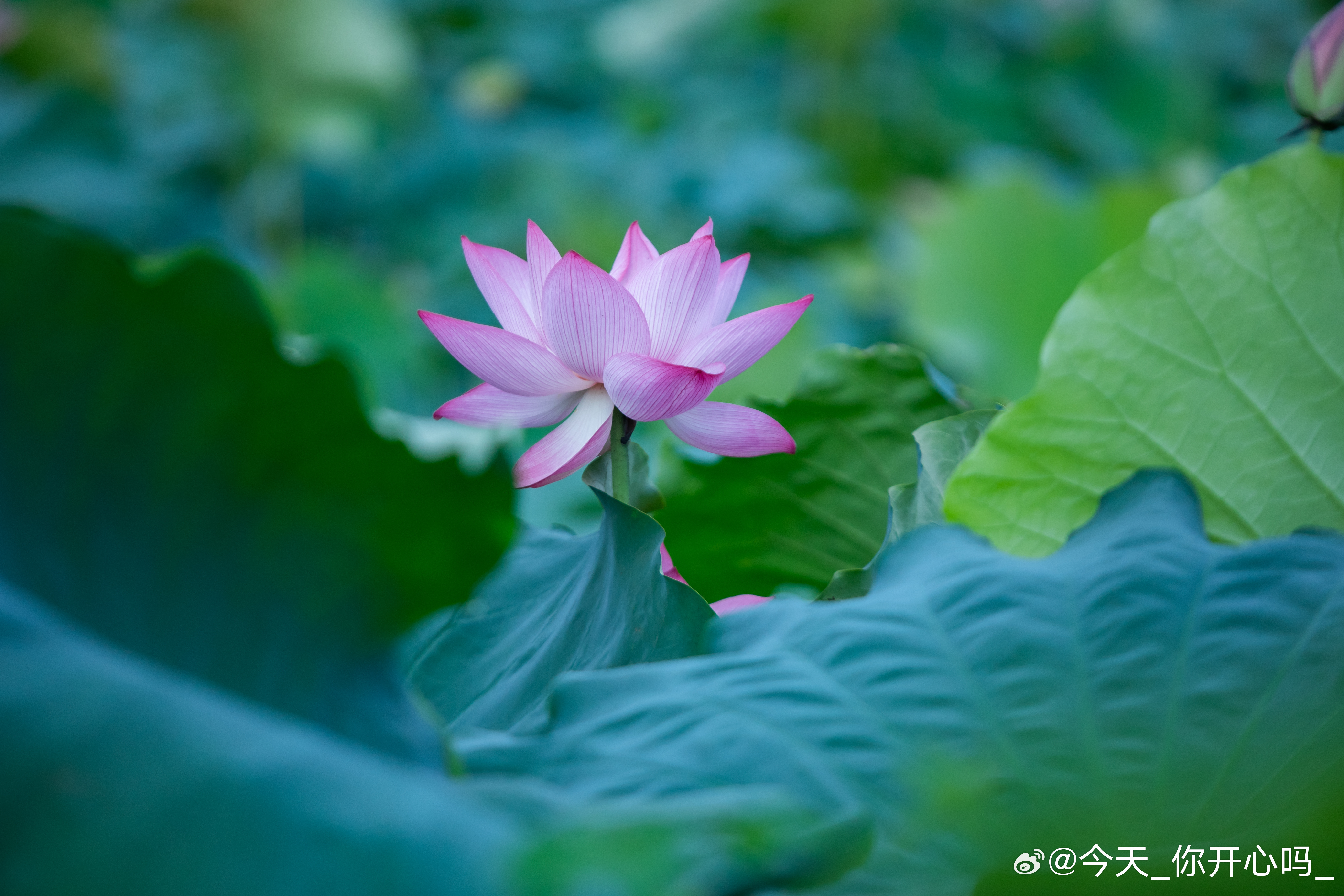[超话]荷花开啦 ​​​