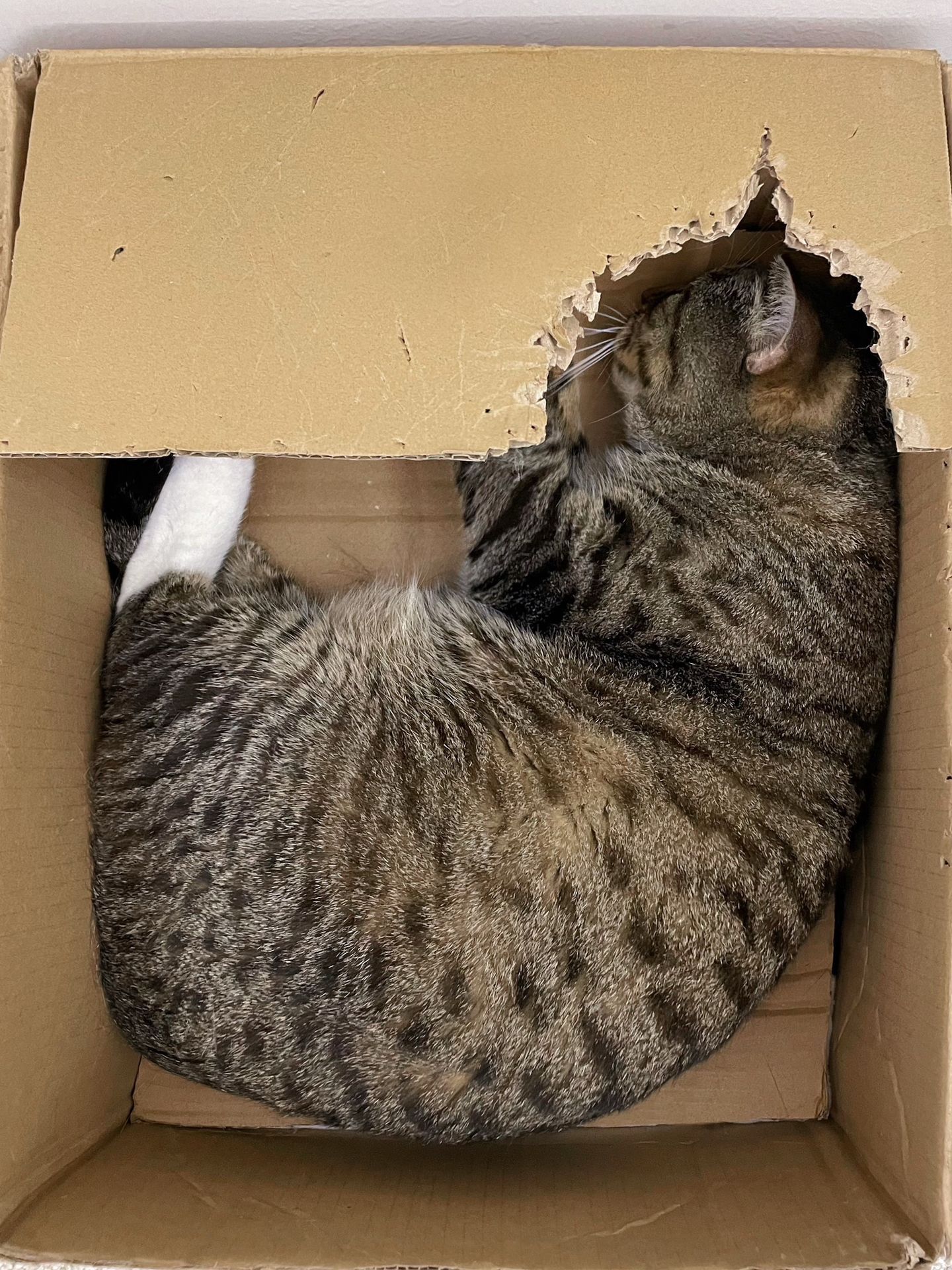 此猫睡商极高！ ​​​