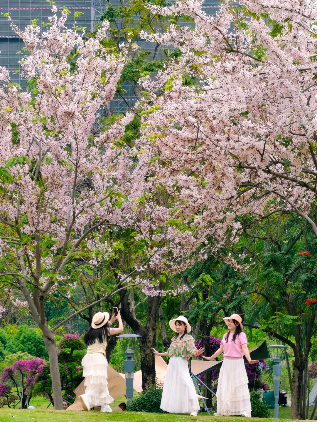 地铁直达❗️光明这片粉色花海开爆了🌸