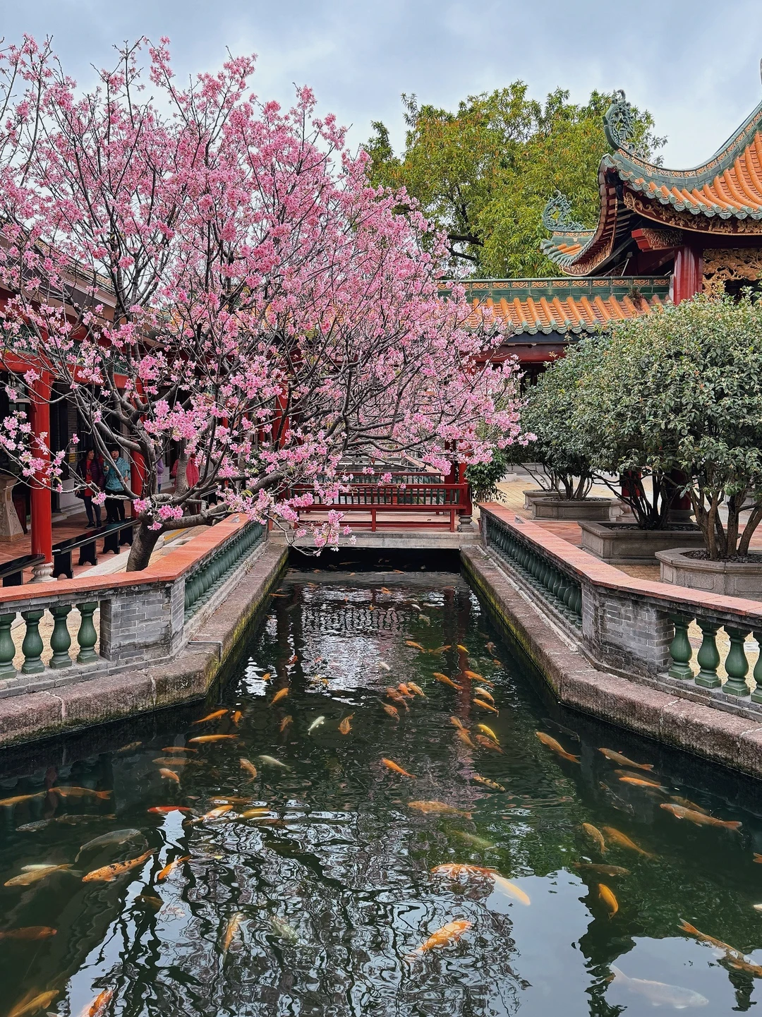 Live图🌸广州的古风樱花锦鲤图简直美炸了～