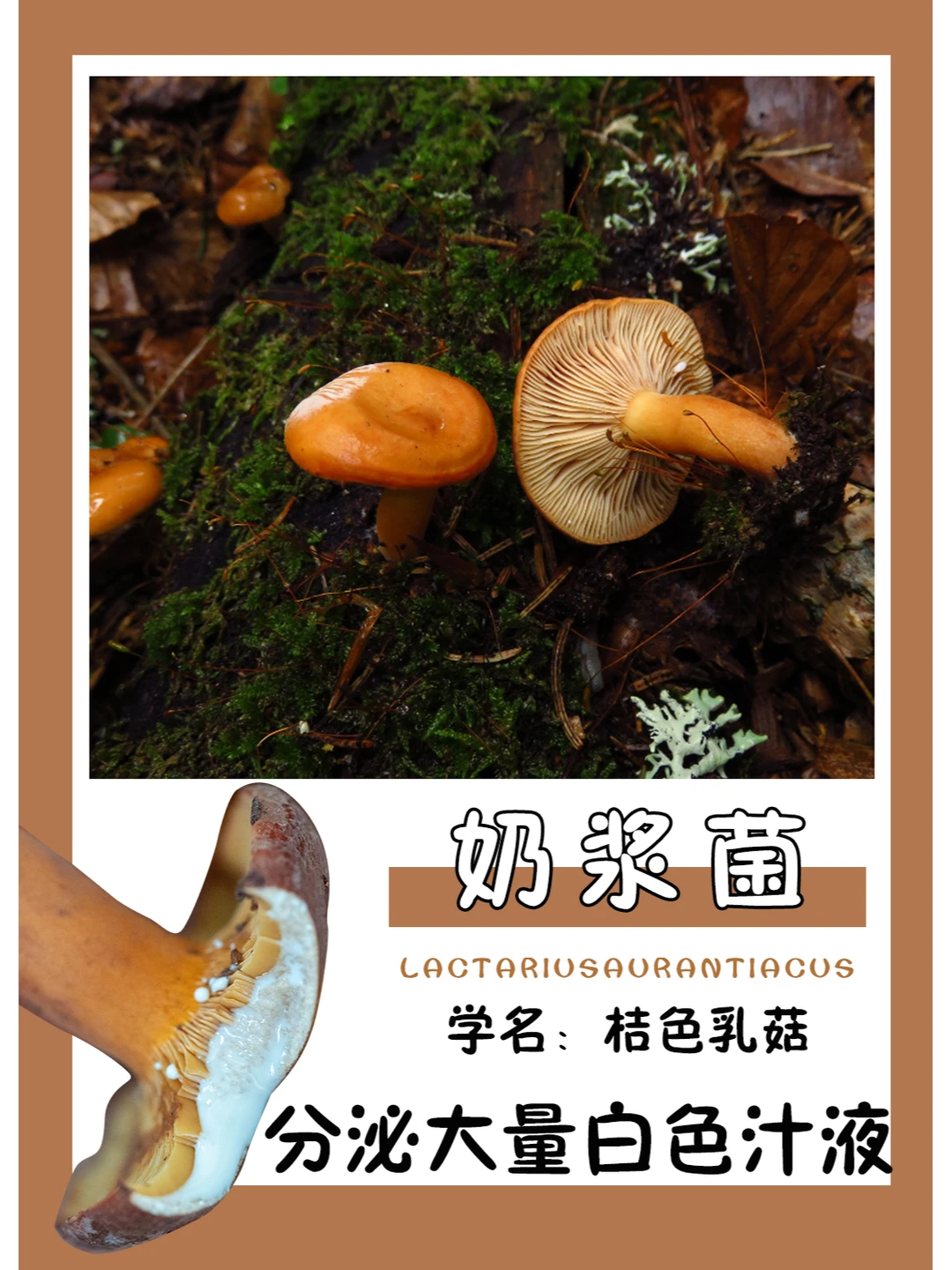 小米辣拌奶浆菌，简直一绝~