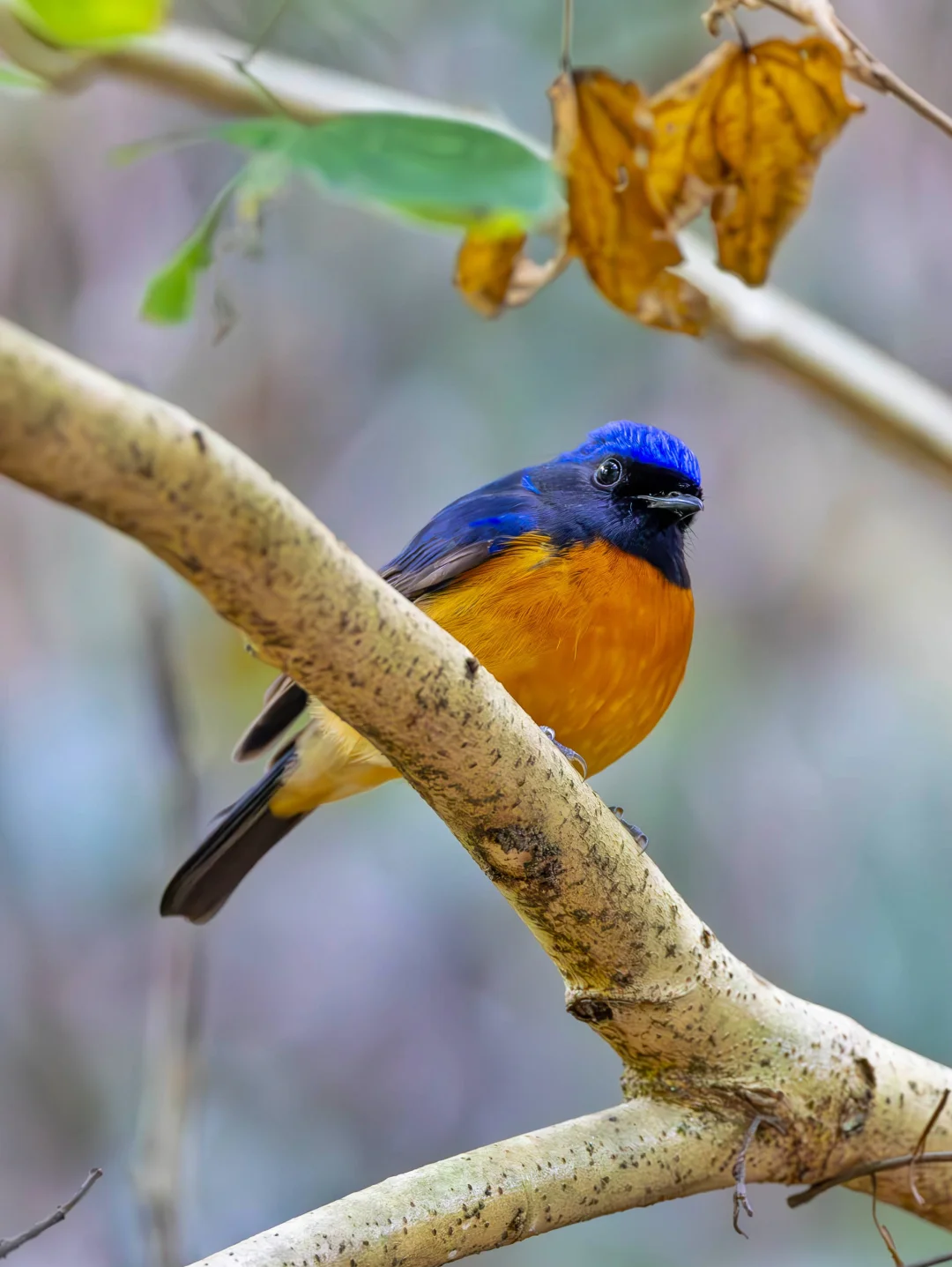 和即将启程的棕腹大仙鹟告个别