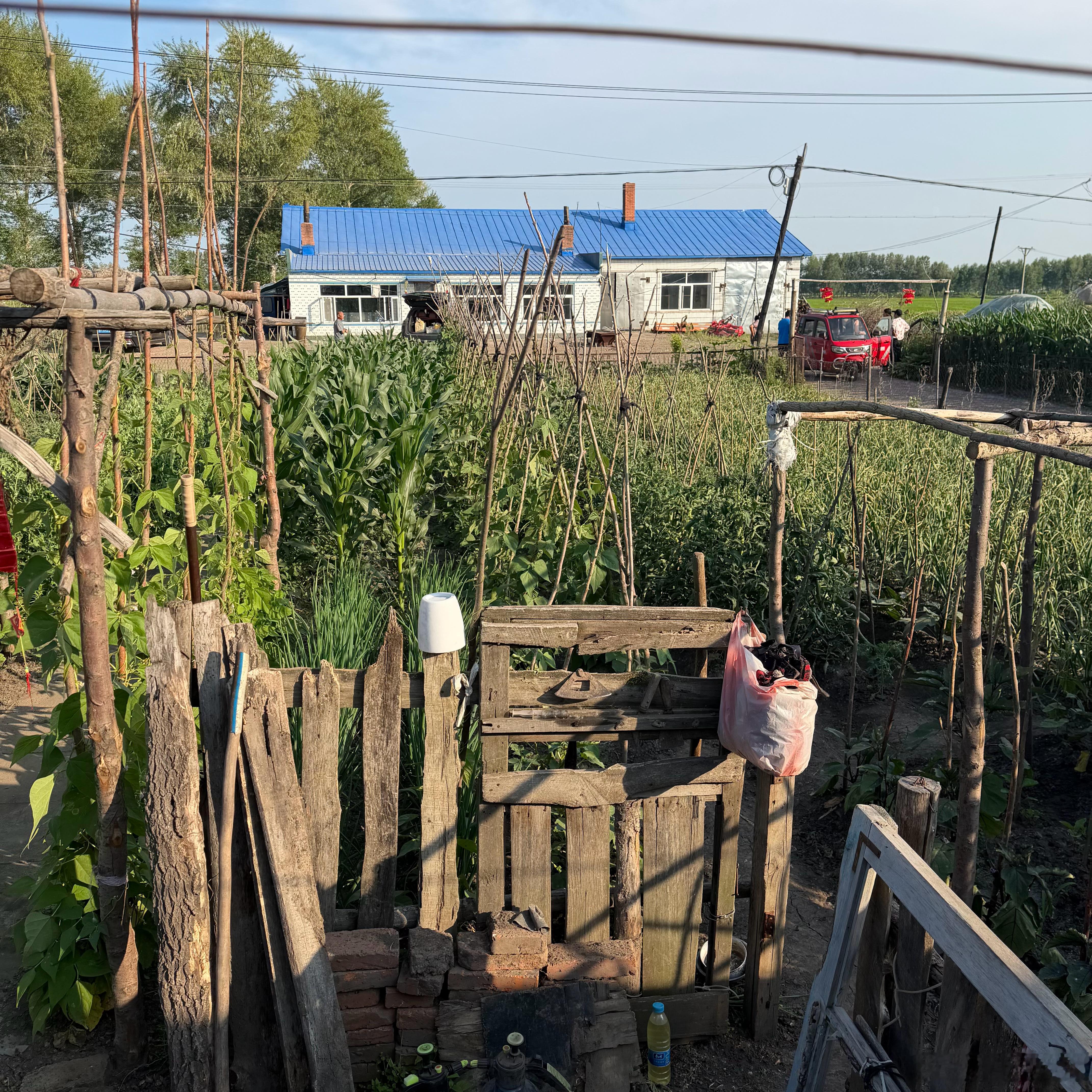 上回回来 龙还在地里抓大鹅呢 这回种的东西都长出来了 ​​​
