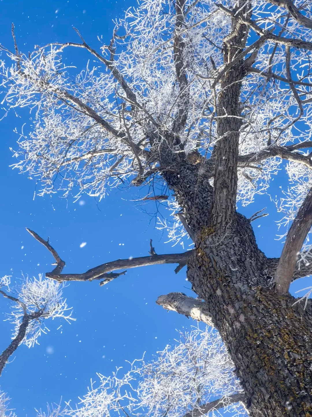 我敢打赌，没有南方人能抗拒这样的雪景live