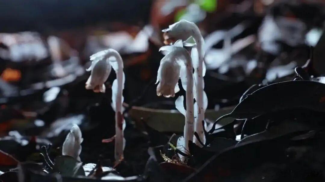 具身智能机器狗首次参与云南哀牢山生物多样性野外综合科考，拍到每年仅约40天露出地表的“冥界之花”水晶兰。 ​