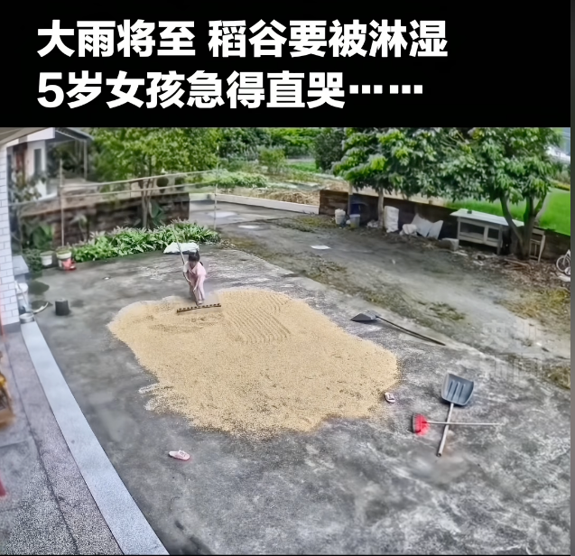 “上人民日报了！好感人！”广东河源，独自在家的5岁女孩发现暴雨快来了，眼看一家人辛苦收回的稻谷要被淋湿，她急得站在院里直哭。没想到，哭声引来几名小伙伴，大家拿起扫把、木耙一起抢收，连家里的狗都用嘴帮忙，终于赶在大雨落下前把稻谷收好。网友：这就是最好的童年！

事发时，女孩的父母刚把稻谷摊开晾晒，就下