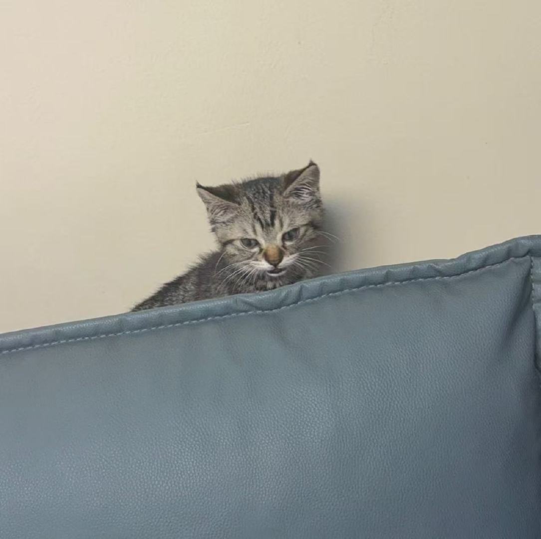 张奕然泡泡晒猫啦