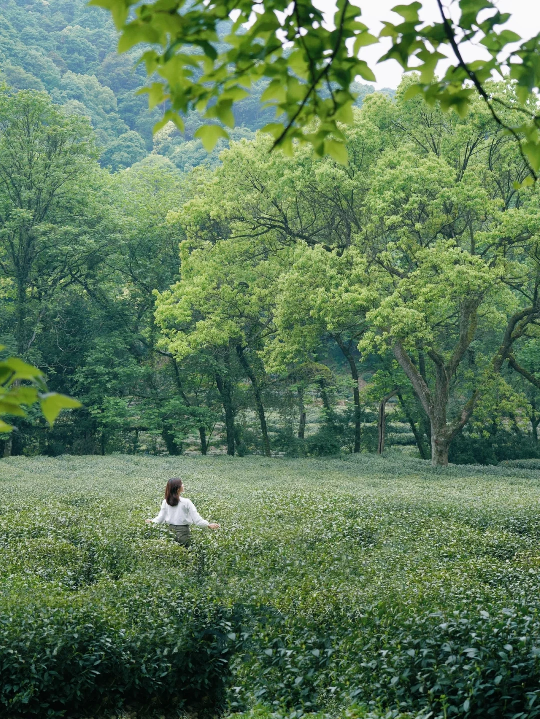 杭州徒步｜不去茶园，怎知春色如许🌿