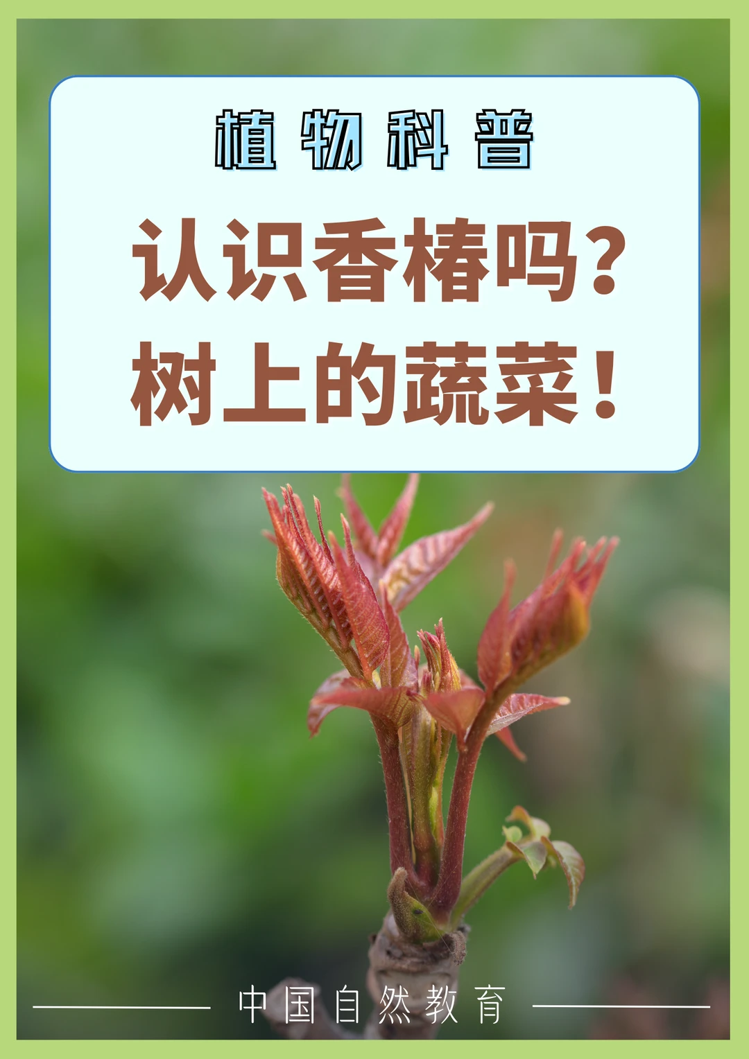科普知识｜认识香椿吗？树上的蔬菜！