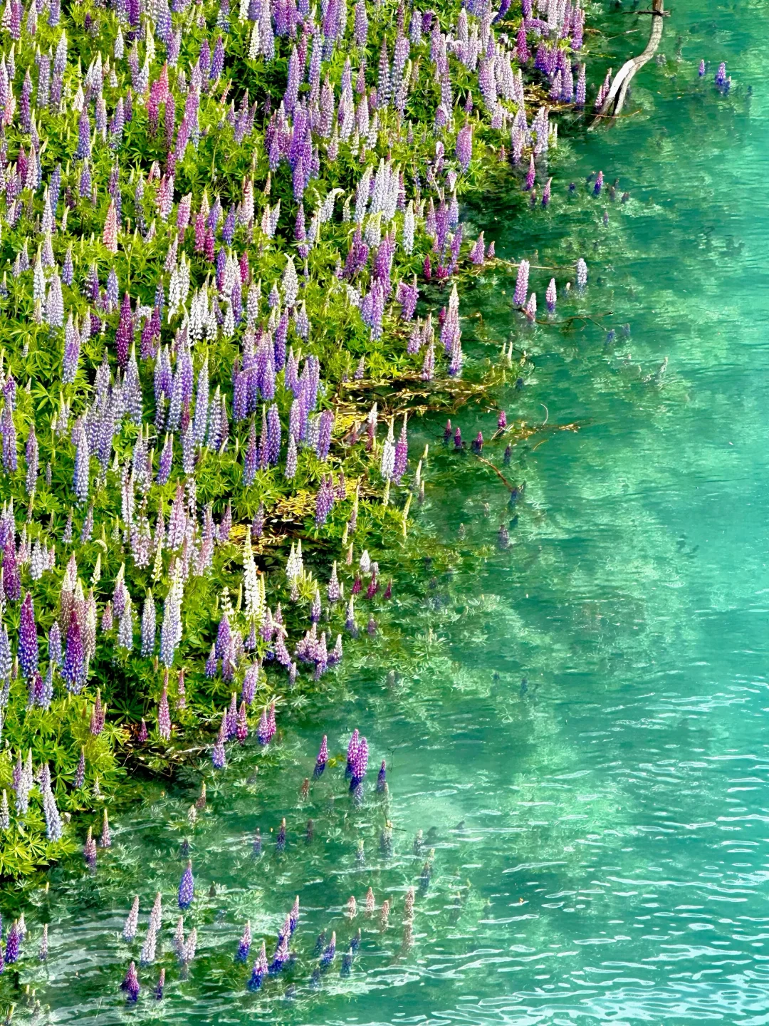 live·为了这片鲁冰花海，特地飞了趟🇳🇿