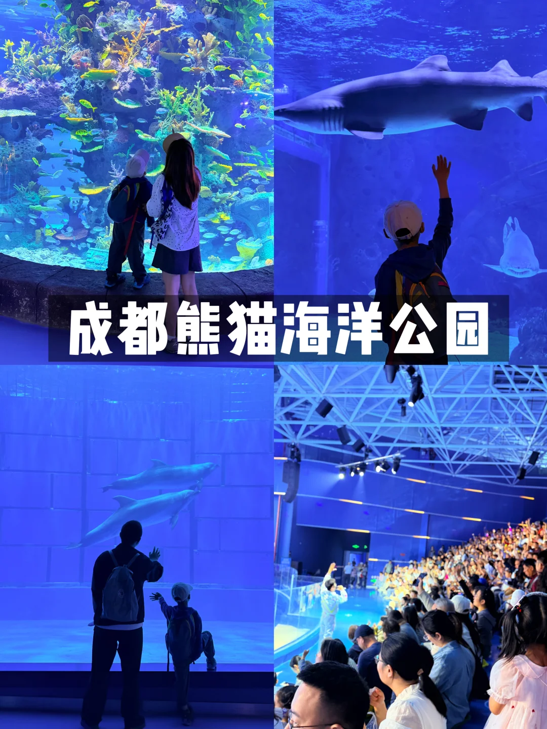 4.26实拍新开巨新‼️北门熊猫🐼海洋公园