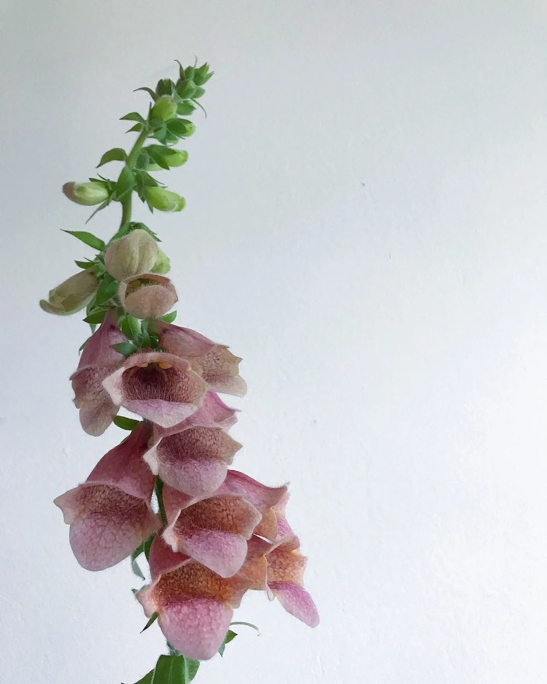 带你每天认识一种花材184｜复古色毛地黄