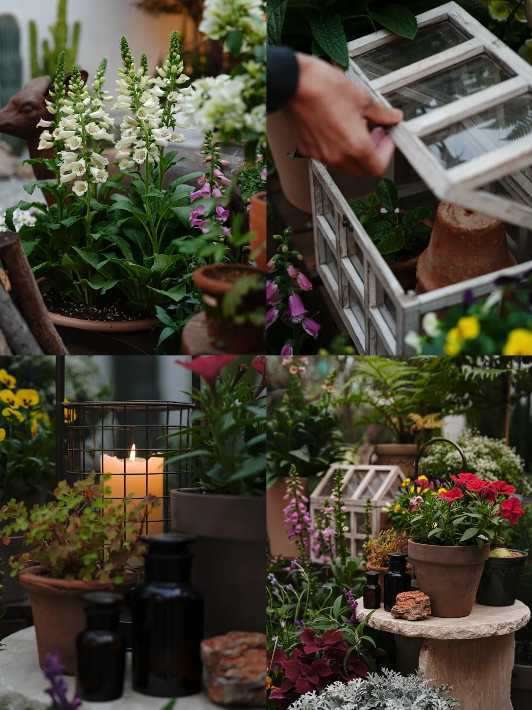 深圳的秋冬是花草盛放的季节｜花园陈列更新