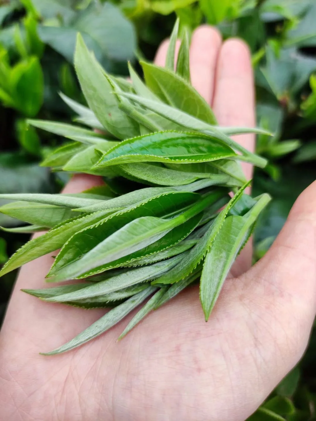 为什么大家都喜欢明前茶？