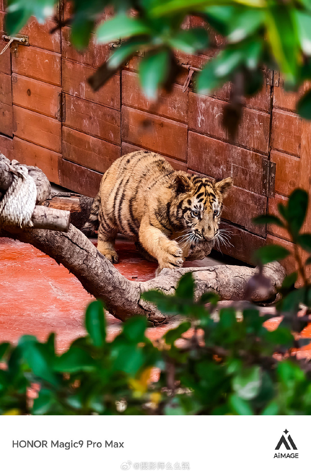 在周口野生动物世界拍到了超治愈的生命力🐯

呆萌的长颈鹿、霸气外露的东北虎、胸口自带“V”字领的黑熊，还有超帅气的白狼群……长焦广角大光圈，怎么拍怎么有！

MEMORYIMAGE©️📷 手机摄影
图片by_荣耀HONOR Magic9 Pro Max 
#星动中国旗舰同行##豫地有声##微博旅游之夜# ​