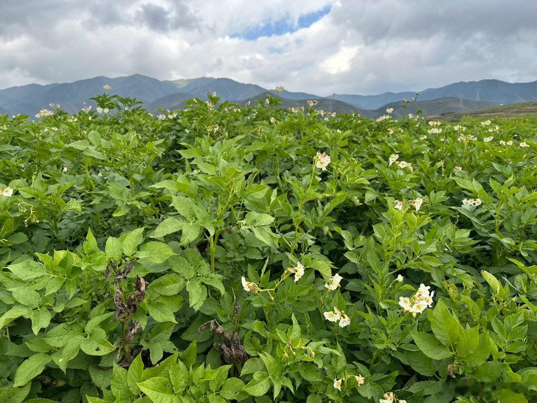 自从马衔山附近去年泥石流后一直牵挂，继续开车开到这里，熟悉的这片高地没有发生灾难，一切都好 ​
