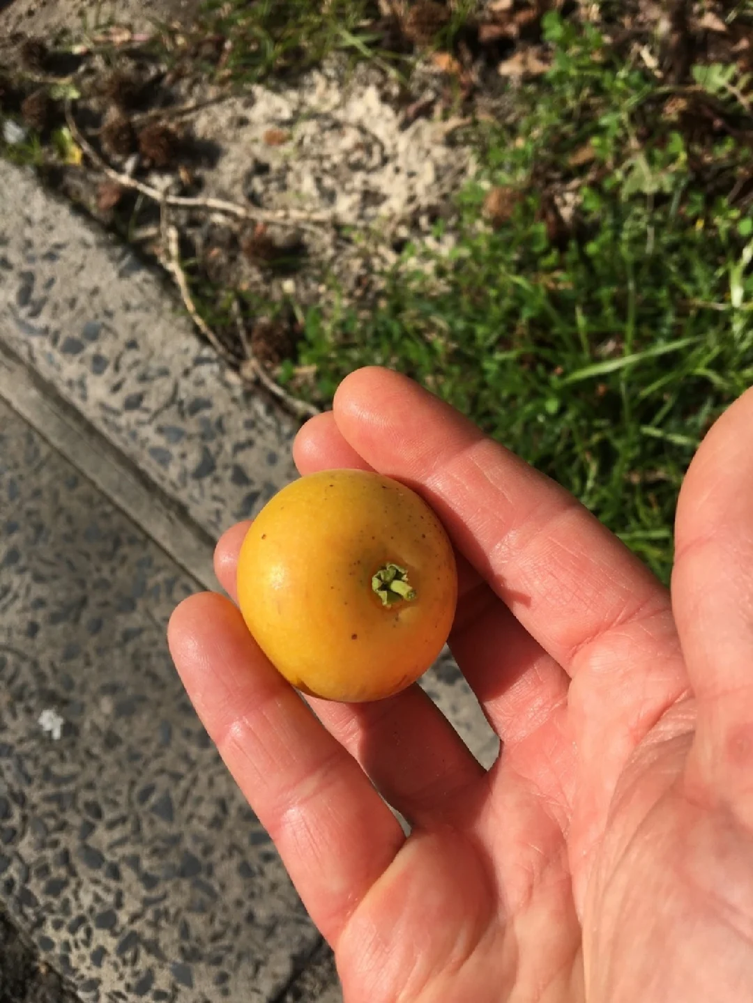 非洲水果醋栗 锡兰莓Dovyalis caffra