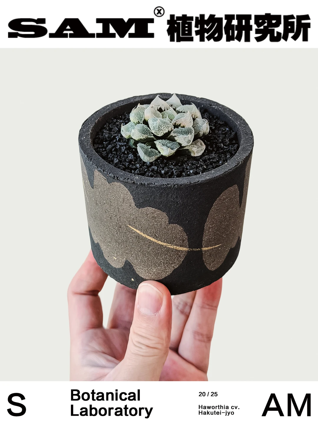 全窗白帝城｜Haworthia cv. Hakutei-jyo