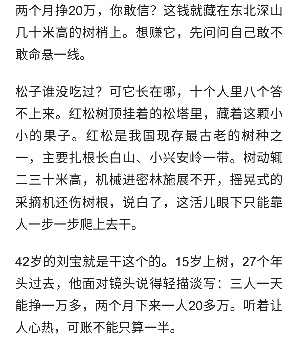 **两个月20万！东北打松塔，拿命换钱的高空舞者**