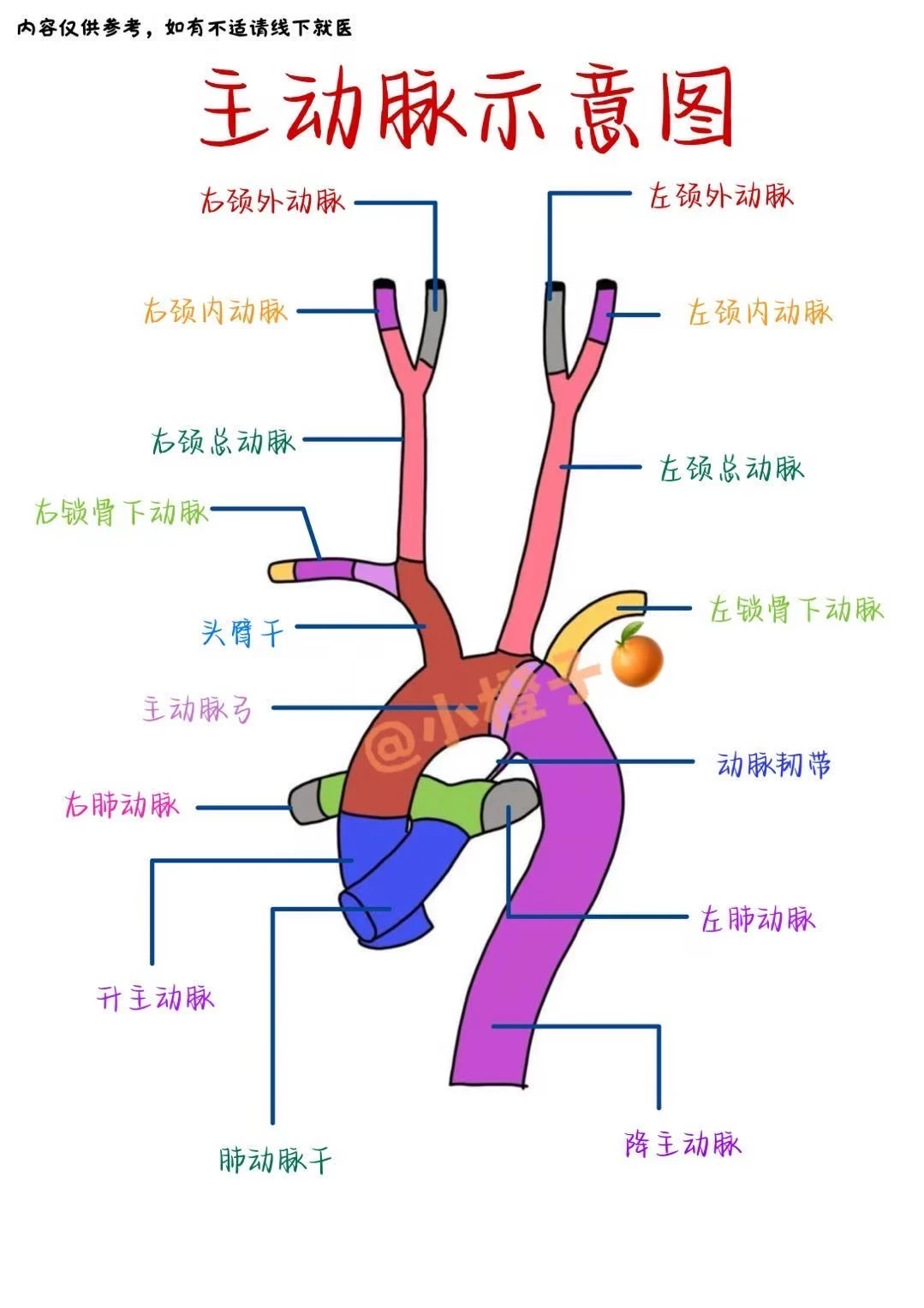 📖手绘笔记｜主动脉解剖示意图✅
