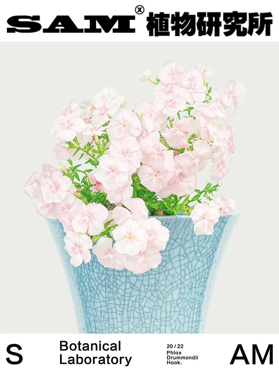 爱诗鲑粉| Phlox drummondii Hook.